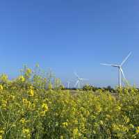 제주도 유채꽃 명소, 거대한 풍차와 유채꽃이 함께 하는🌼