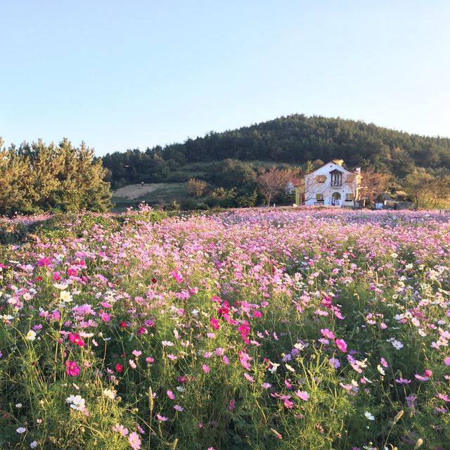 동화같은 풍경이 아름다운 청산도