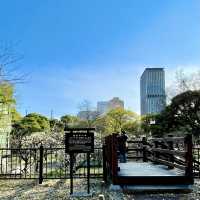 芝公園の梅林