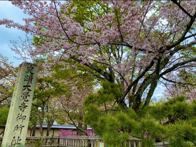 京都　KYOTO SAKURAめぐり❗️大覚寺の桜に感動❗️