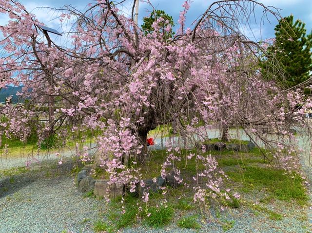 京都　KYOTO SAKURAめぐり❗️渡月橋から嵐山公園中之島地区まで散策してみた！