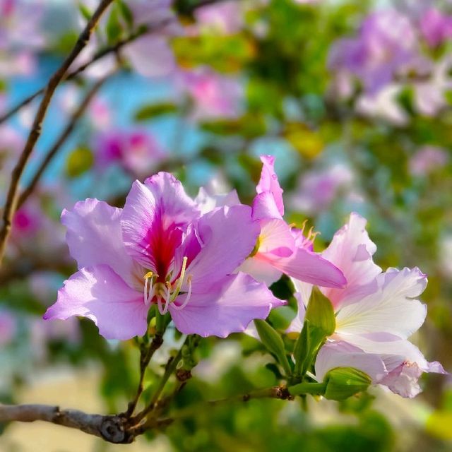 食燒鵝好去處