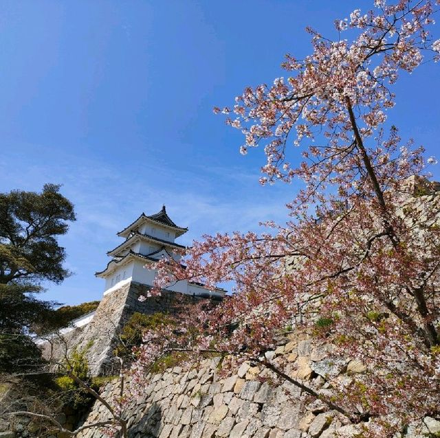【兵庫 明石城跡】美しき城跡と桜の撮影スポット🌸🌸🌸