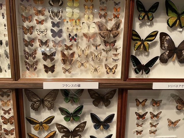 旧ボストン美術館【ファーブル昆虫展】①