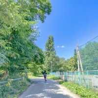 【札幌】北海道大学構内の平成ポプラ並木