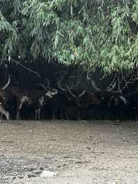 來泰國Safari World當一天動物飼養員吧！