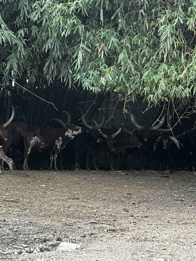 來泰國Safari World當一天動物飼養員吧！