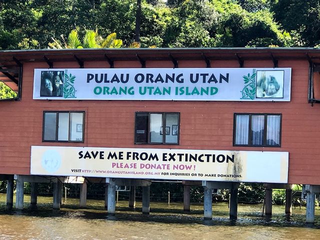 Bukit Merah Orang Utan Island 🦧✨