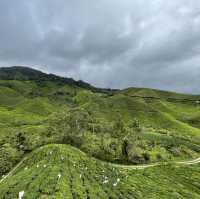 Boh Tea Plantation @Cameron Highlands