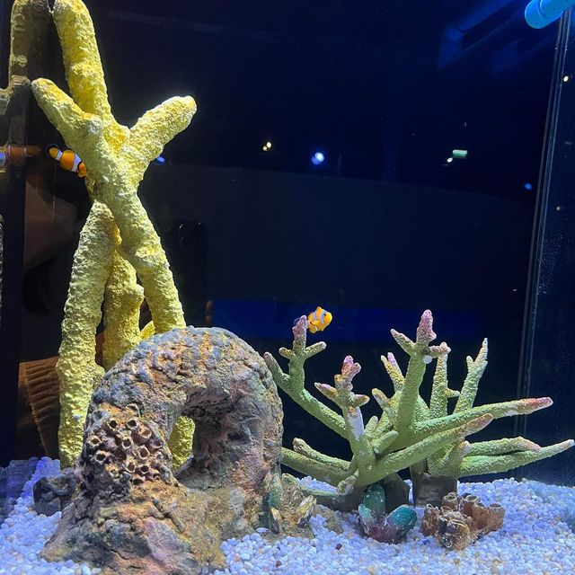 เที่ยวไปในโลกใต้น้ำ 🐠