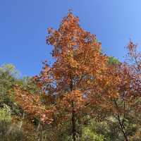 一年一度賞紅葉🍁 「大棠郊野公園」