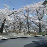 日本 天童公園舞鶴山