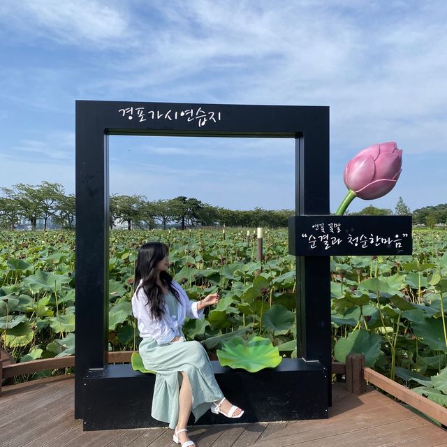 강릉  - 경포가시연습지