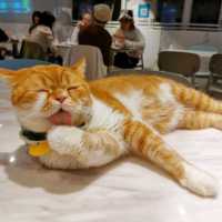貓🐱