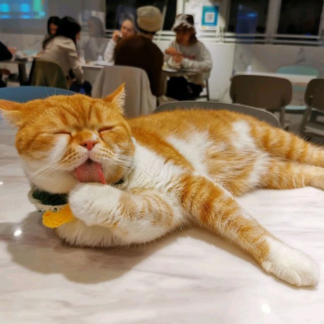 貓🐱