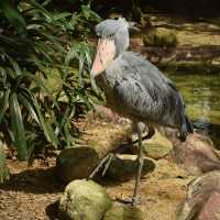 Meet with the birds at Jurong Bird Park