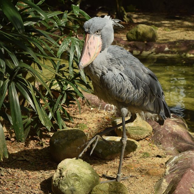 Meet with the birds at Jurong Bird Park