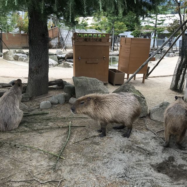 カビパラにハマれた  