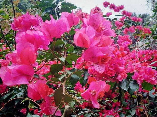 路邊的野花不要採@迷霧獅子山拈花惹草