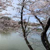 【栃木】那須高原りんどう湖ファミリー牧場の桜🌸