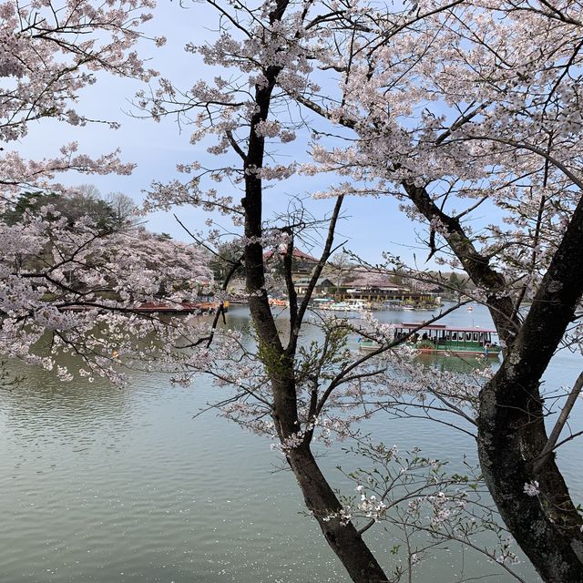 【栃木】那須高原りんどう湖ファミリー牧場の桜🌸