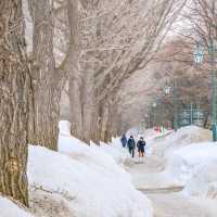 冬の北海道大学の並木