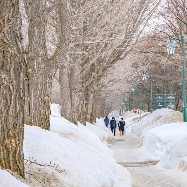 冬の北海道大学の並木
