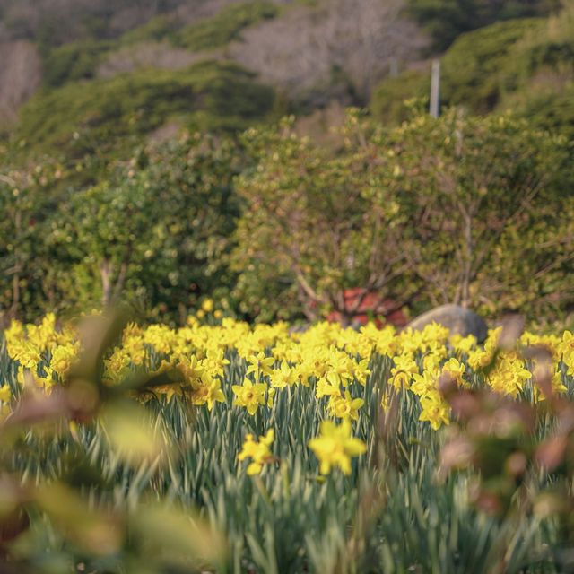 거제에서 찾은 노란색 풍경💛