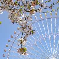 よこはまコスモワールドのアトラクションと桜並木