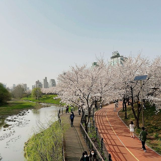 [서울여행] 꽃, 반려견과 함께 걸을수 있는, 올림픽공원