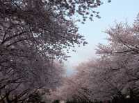 浪漫櫻花路｜釜山慶和站