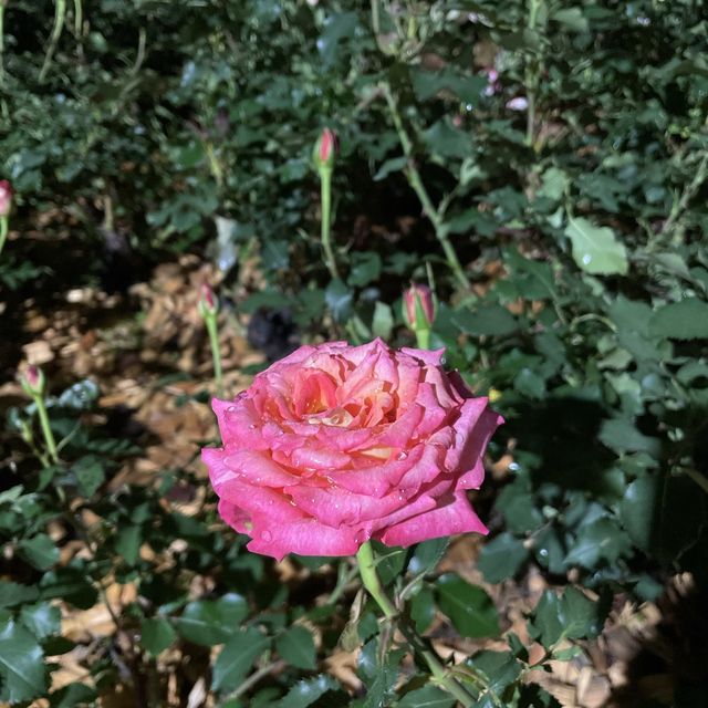 밤에도 예쁜 매력적인 장미공원🌹