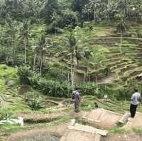 Most Charming Green Scenery in Ubud