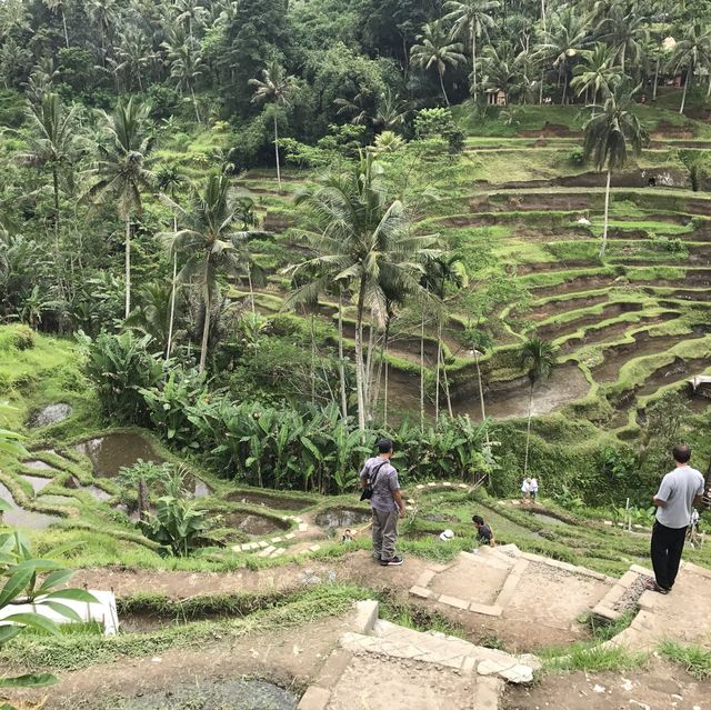 Most Charming Green Scenery in Ubud