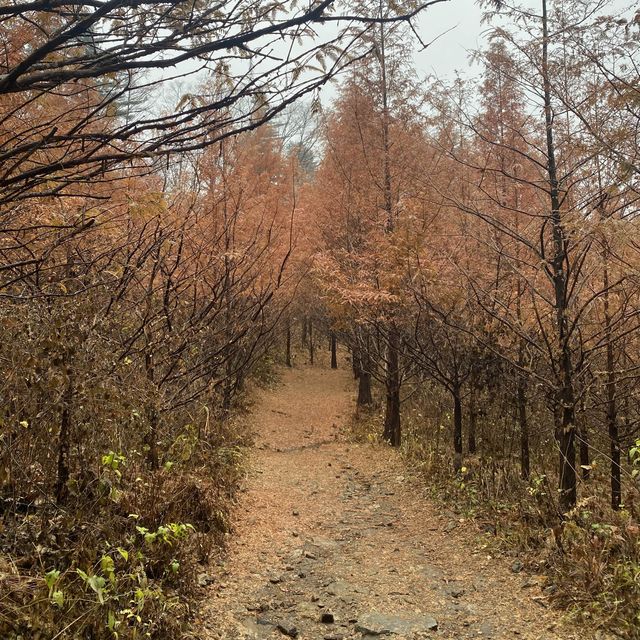 BTS 숲🌲