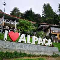 Alpaca Club