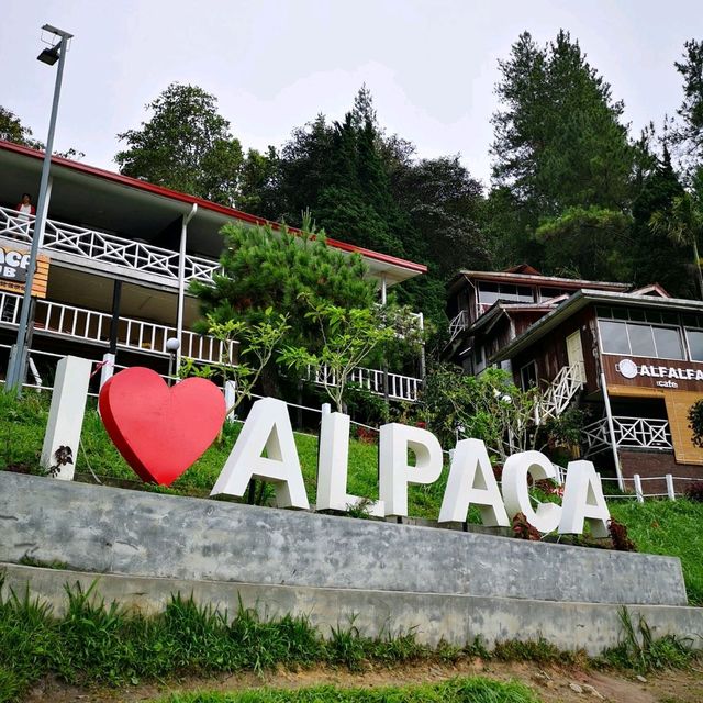 Alpaca Club