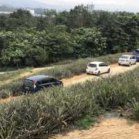 Saudagar Nanas Agrofarm, lokasi menarik!