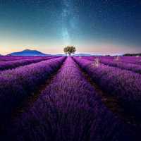 LAVENDER FIELDS