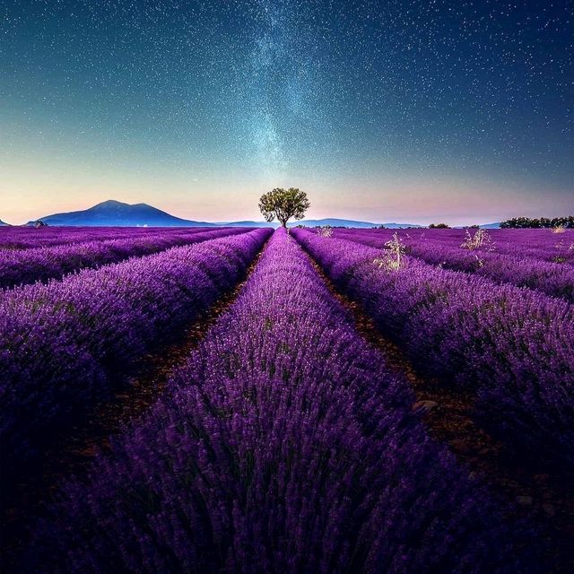 LAVENDER FIELDS