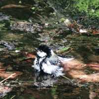 水浴び中の鳥を観察！