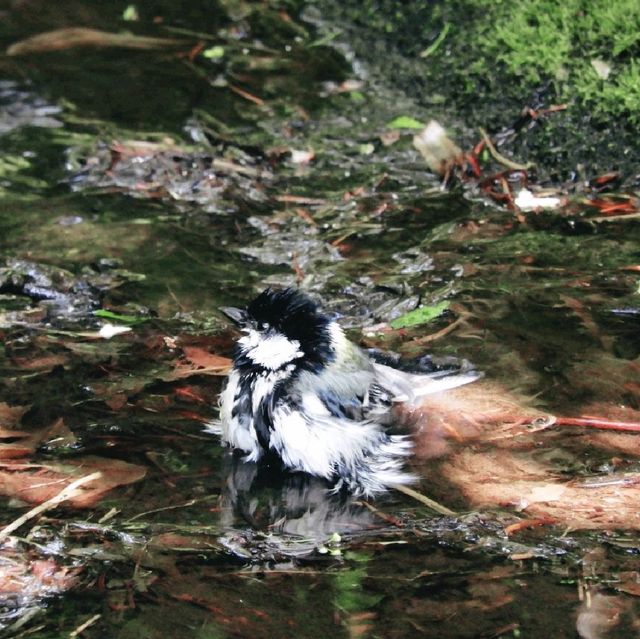 水浴び中の鳥を観察！