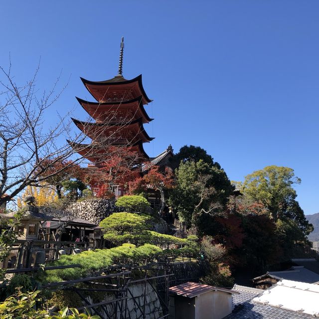 宮島の紅葉はレベルが違う⁉️