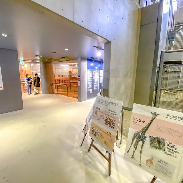 冬の円山動物園・キリン館の1階