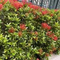 賞花看海好去處👍