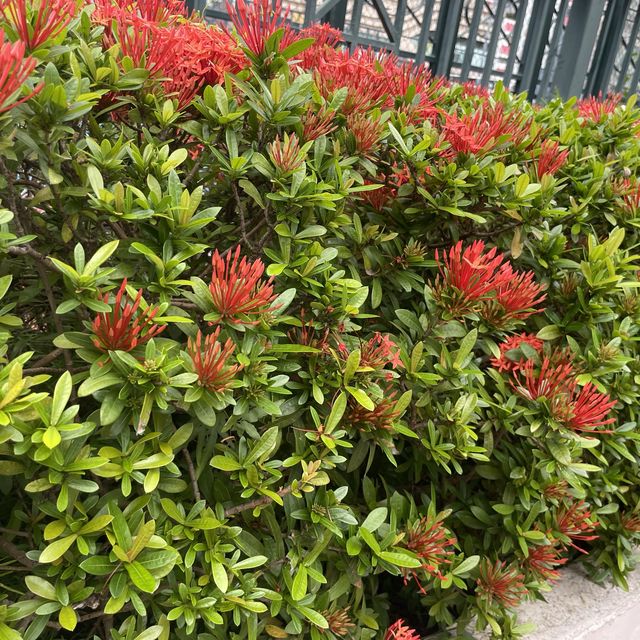 賞花看海好去處👍