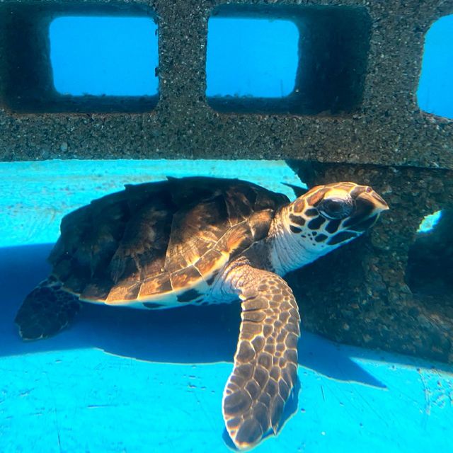 ウミガメに餌やり体験