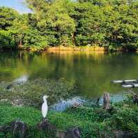 風光明媚🪷🌤Daan Forest Park 大安森林公園