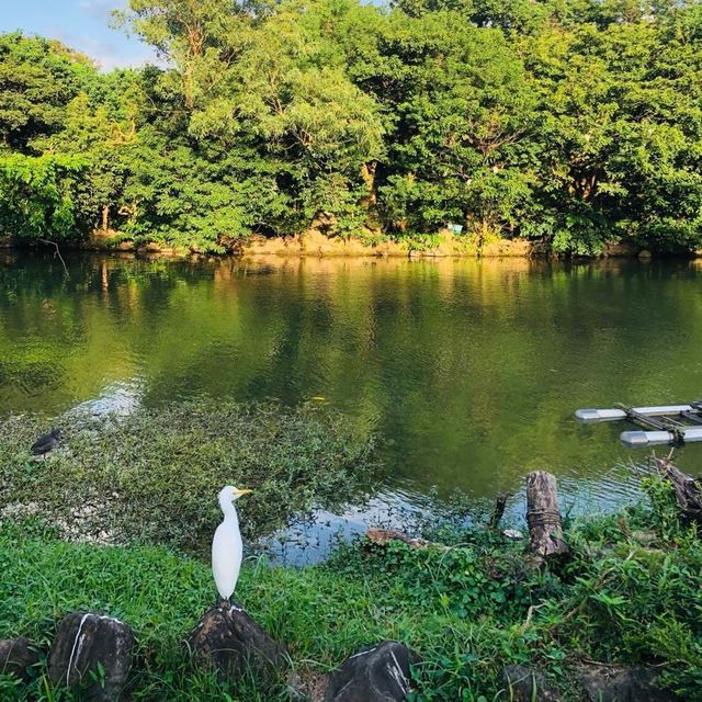 風光明媚🪷🌤Daan Forest Park 大安森林公園