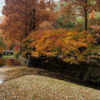 Autumn Season in Daejeon City
